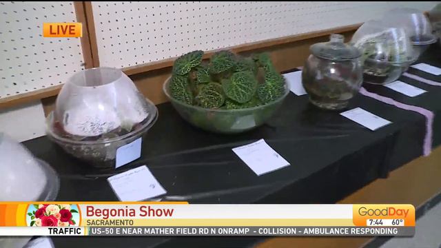 Begonia Show смотреть онлайн