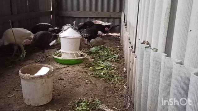 Орловские ситцевые куры, Павловское золото и другие смотреть онлайн