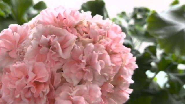 13.03.23 Обзор моих пеларгоний «на бутонах» Капризы пеларгонии «Лара гармония», трескаются цветонос смотреть онлайн