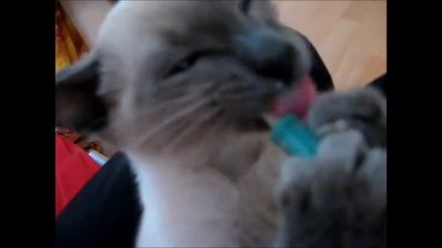 Blue Point & Foreign White Siamese Kitten Talking, Playing & Drinking Cat Milk (Yozora & Otani)