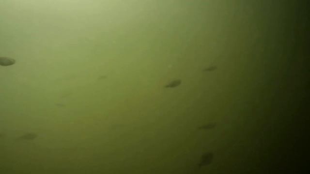 как снять рыбу под водой смотреть онлайн