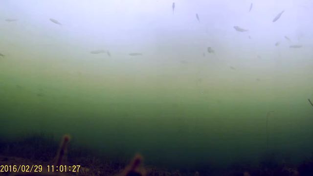 Подледная рыбалка весна 2016. смотреть онлайн