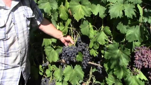 @Виноград РИШЕЛЬЕ, синий виноград смотреть онлайн