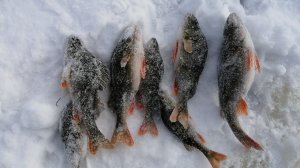 ЛОВИСЬ РЫБКА!!!