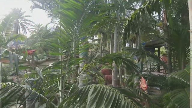 ПАТТАЙЯ!!! ТРОПИЧЕСКИЙ ПАРК НОНГ НУЧ ЧАСТЬ 1 смотреть онлайн