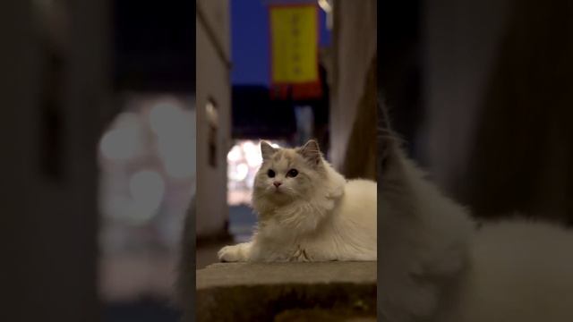 Красивая кошка).mp4 смотреть онлайн