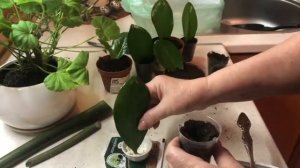 Замиакулькас . Размножение . Черенкование замиакулькаса . Долларовое дерево .