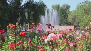 788.♫..Роза Рымбаева - «Цвети , земля моя!», муз. П.Ермишева , сл.М.Суворова , фото Алматы,