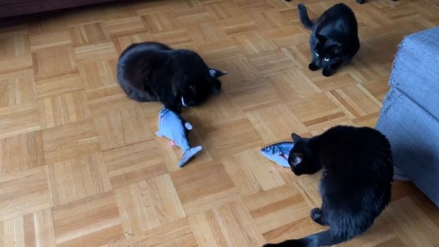 Cats vs Floppy Fish смотреть онлайн