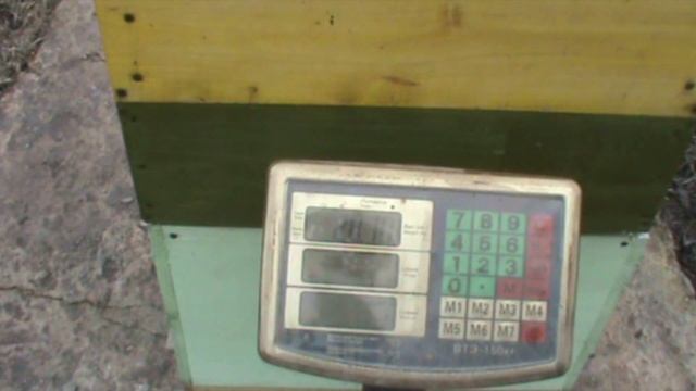 сколько весит деревяный улей ? какая температура в клубе у пчел ? смотреть онлайн