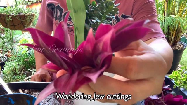 Sansevieria Trifasciata Propagation And Arrangement In One