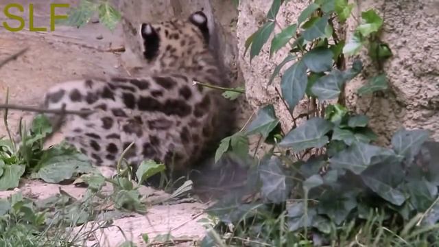 Snow leopard kittens Котята снежного барса смотреть онлайн