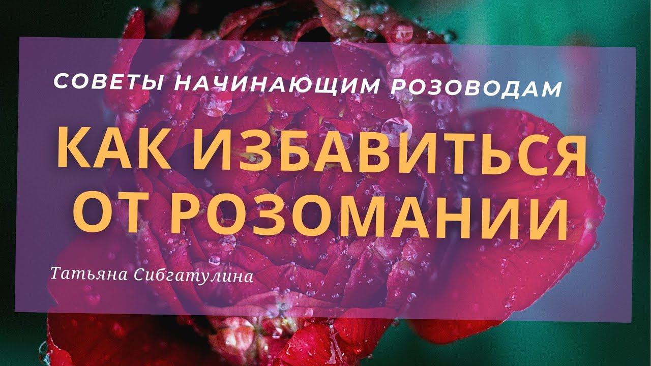 Советы начинающим розоводам. смотреть онлайн