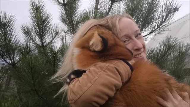 Лисотерапия с лисой Фокси | Маленькая лиса радуется смотреть онлайн