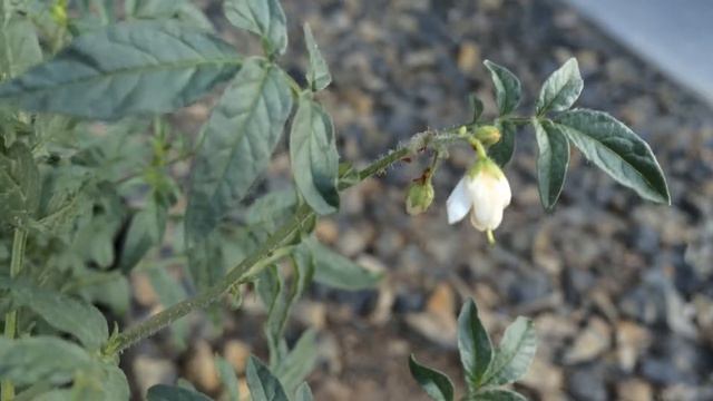 James's Wild Potato (Solanum jamesii) Flowers - Ninja Gardening - Episode 47 смотреть онлайн