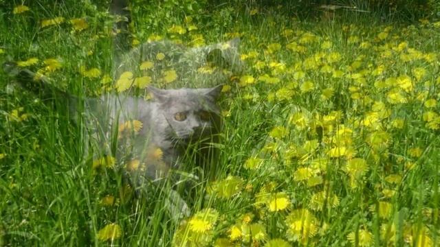 Британская кошка гуляет по траве cats-burg.ru смотреть онлайн