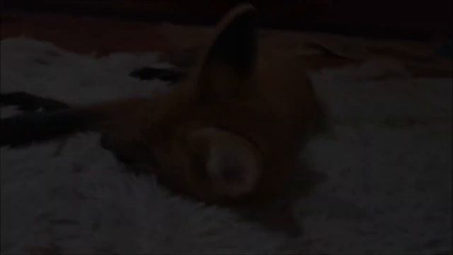 Озорной лисенок Фокси Фокс. смотреть онлайн
