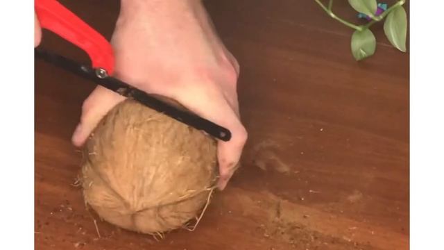 Кормушка из кокоса смотреть онлайн