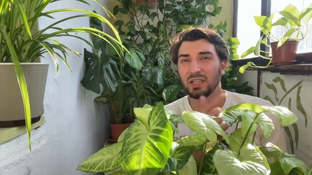 Обзор моих комнатных растений, сингониумы￼. смотреть онлайн