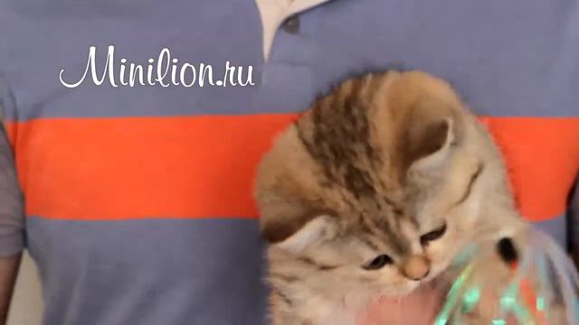 Рикки Малый Лев смотреть онлайн