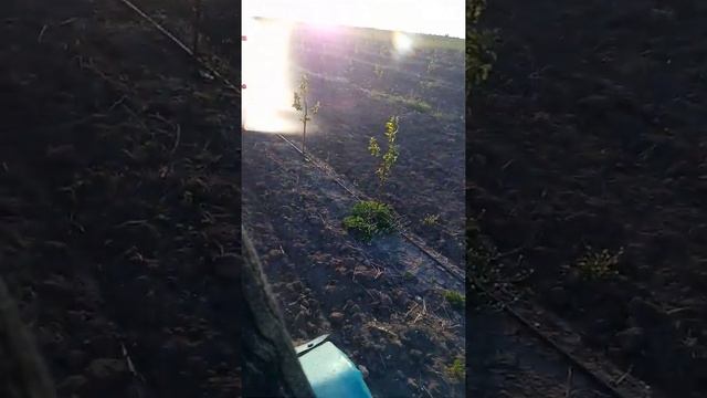 Самодельный садовый опрыскиватель смотреть онлайн