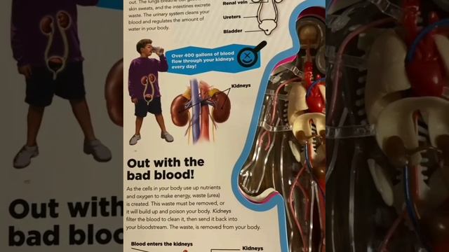 Абдуллох домла / Абдуллоҳ домла / Бойлик