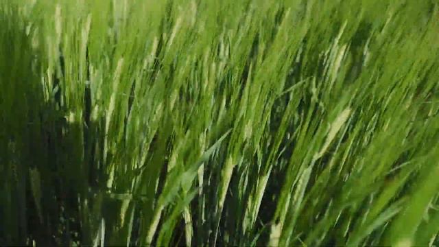 МАКСИМ® ФОРТЕ — мощный фунгицид для озимой пшеницы смотреть онлайн