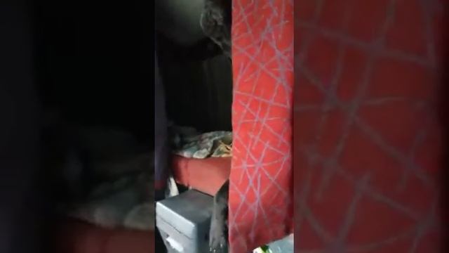 моя собака породы Алано поет только под Магомеда Д смотреть онлайн