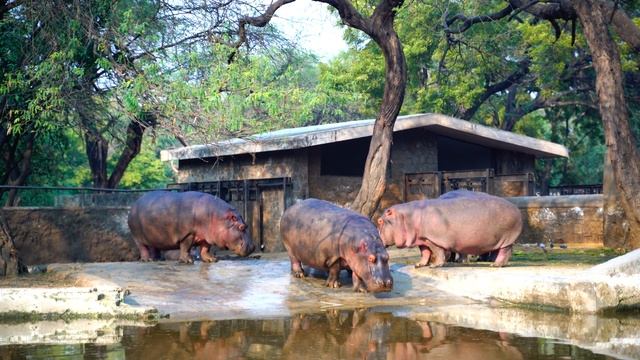 Животные Конго /Animals of the Congo смотреть онлайн
