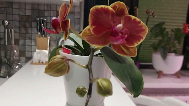 ОРХИДЕИ! Мои зацветашки на 2 марта 2023 года смотреть онлайн