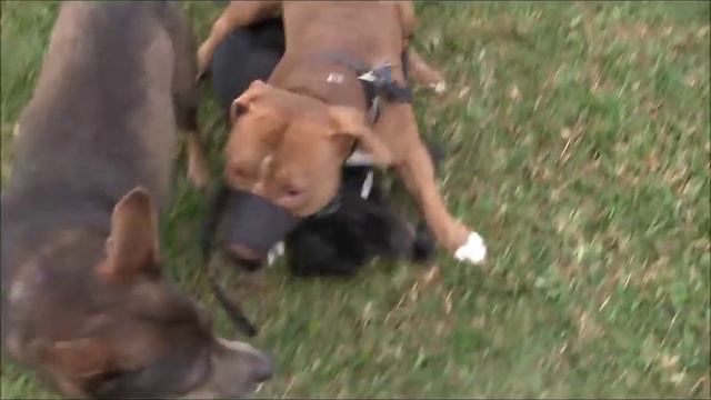 Dog Aggressive "RED NOSE PITBULL" out of control ( RED ZONE) смотреть онлайн