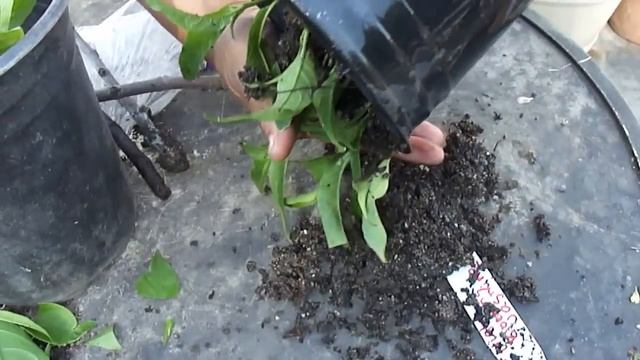 Propagate and transplant rooted night blooming jasmine (Cestrum nocturnum) cuttings pt 2 смотреть онлайн