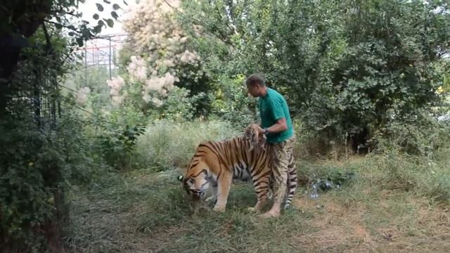 Тигрица принимает чужих тигрят оставшихся без мамы. Настоящая мама