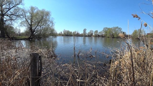 СУМАСШЕДШИЙ КЛЁВ КАРАСЯ 2019 РЫБАЛКА В КАМЫШАХ смотреть онлайн