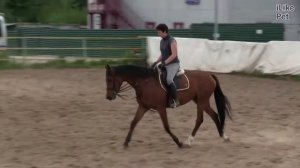 Самые быстрые лошади. Описание скакунов.