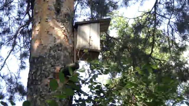 Беженка из леса на дачный участок с 6 детьми))) смотреть онлайн