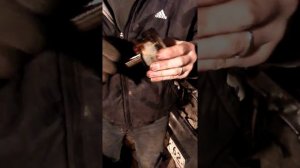 Ланос Жрет масло