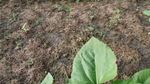 Красота!Подсолнечник Неома на целине по no-till.18.06.21.