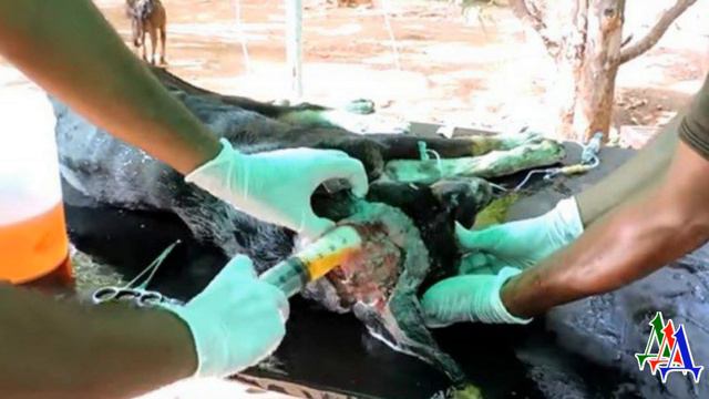 Прямо в голове собаки зияла кровоточащая рана, добрые люди не смогли пройти мимо смотреть онлайн