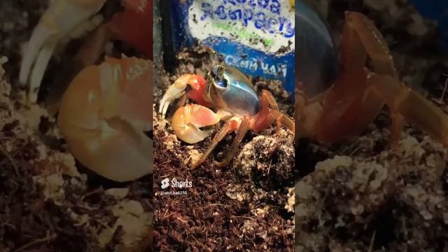 Владения Мирана ?#Shorts смотреть онлайн