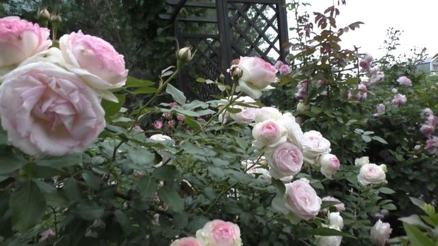 Розы: Дортмунд, Хелла, Пьер Де Ронсар смотреть онлайн