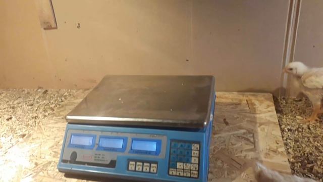 золотые турецкие цыплята. вес в 10дней. смотреть онлайн