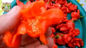 Когда нужно собирать перец колокольчик для получения качественных семян?