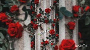 песня калючая роза