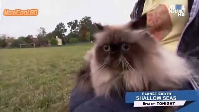 Кошка Гималайская смотреть онлайн