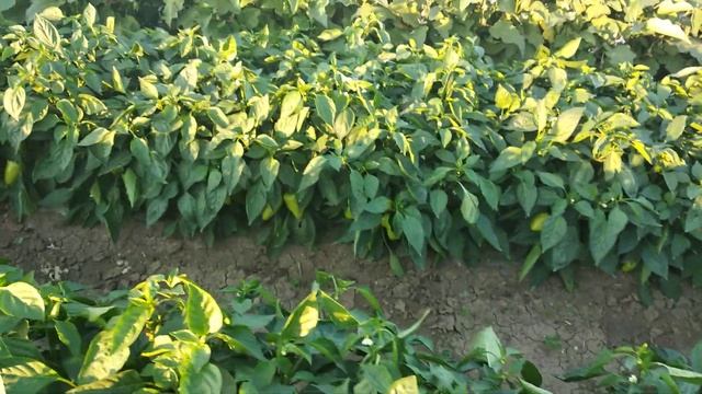 Перец Иветта F1 (Фирма Enza Zaden)