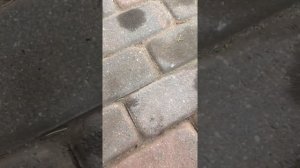 Как убрать автомобильное масло с тротуарной плитки