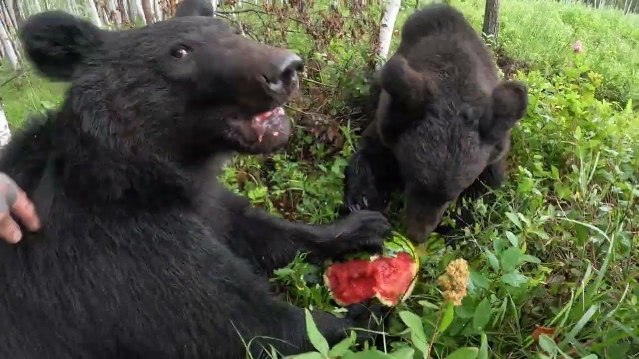 Сегодня праздник у медведей. смотреть онлайн