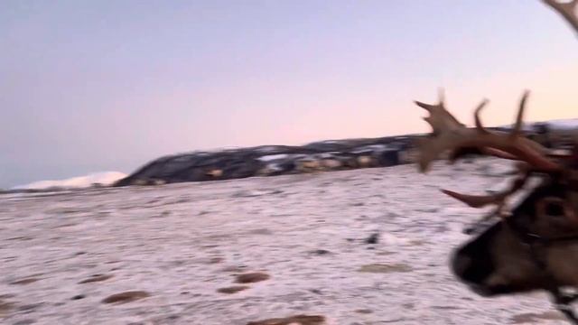Reindeer poops during sleigh ride смотреть онлайн