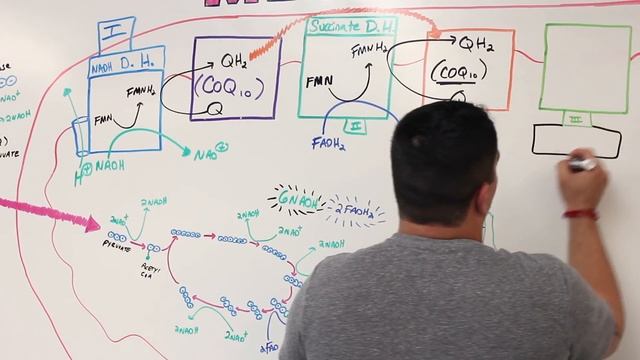 Metabolism | Electron Transport Chain: DETAILED | Part 1 смотреть онлайн